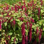 Fleurs - Amarante Queue de Renard - face recto